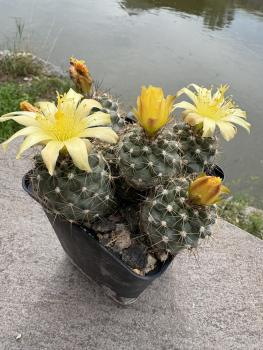 Preview: Copiapoa humilis